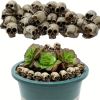 20pcs Mini Skulls, Small Skeleton Head Flowerpot Decor Realistic Skull Crafts Halloween Garden Decoration Bonsai Courtyard Ornaments