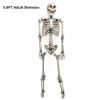 Halloween Skeleton